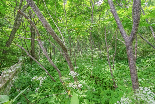 69 W Meadow Rd, Rockland, ME 04841 - view of wooded area