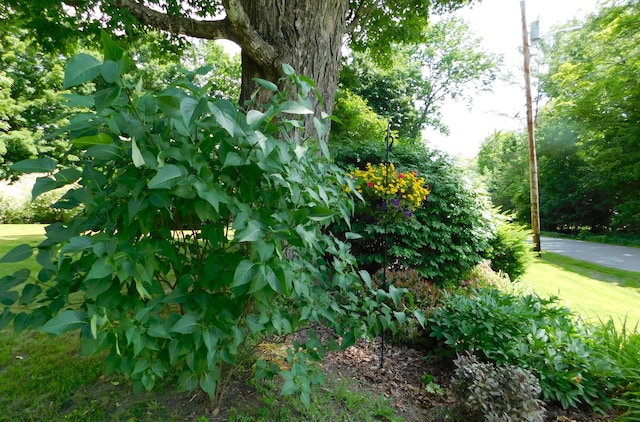 10 Liberty St, Dexter, ME 04930 - view of nature