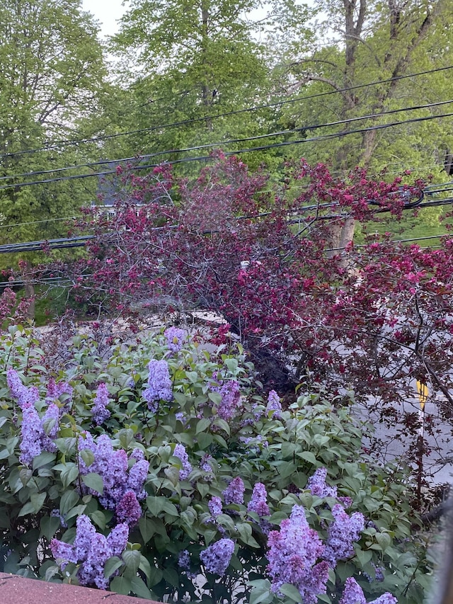 141 Centre St, Bath, ME 04530 - view of tree filled area