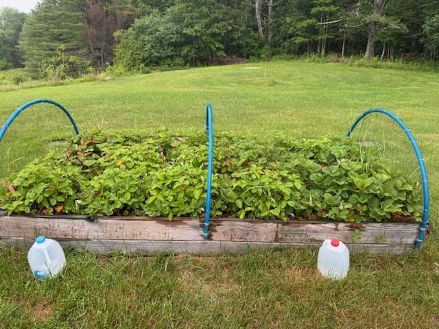 152 Cross Rd, Alna, ME 04535 - view of green lawn with a view of trees