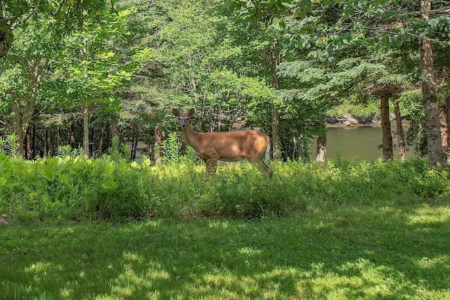 15 Tranquility Way, Ellsworth, ME 04605 - view of yard