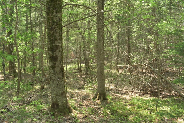 LOT3-2 Milbridge Rd, Cherryfield, ME 04622 - photo 10