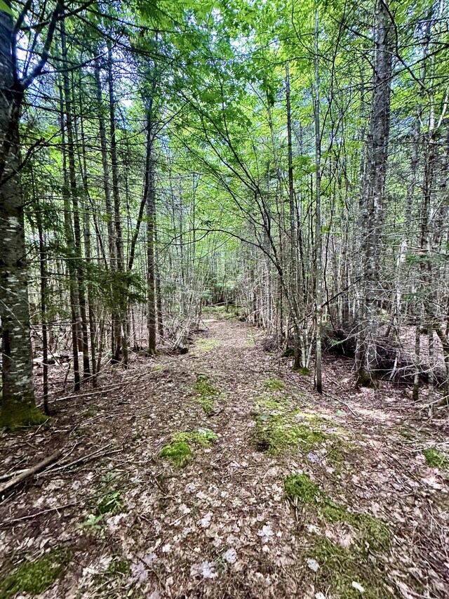LOT24 Ermine Rd, Sandy River Plt, ME 04970 - photo 20