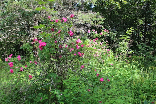 7 Maple St, Milbridge, ME 04658 - view of local wilderness