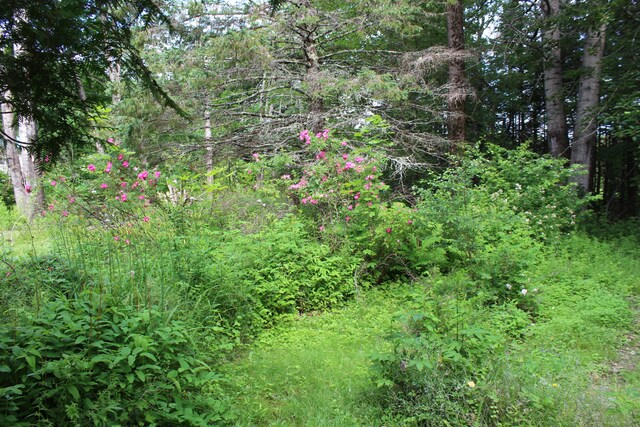 7 Maple St, Milbridge, ME 04658 - view of woods