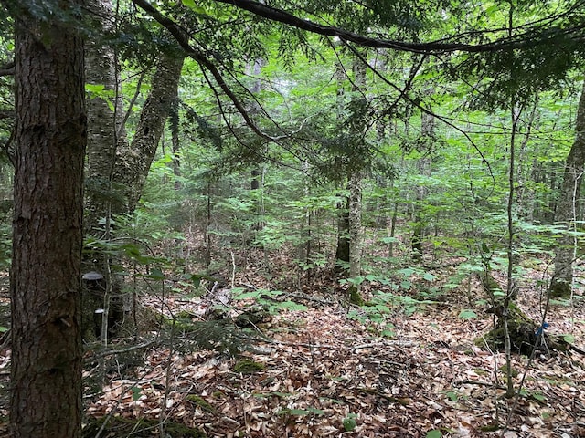 LOT29 Scammon Rd, Greenville, ME 04441 - photo 5