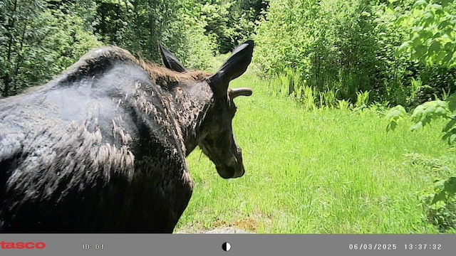 1295 Calais Rd, Hodgdon, ME 04730 - photo 9