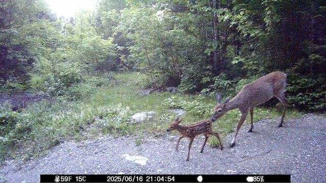 1295 Calais Rd, Hodgdon, ME 04730 - photo 10