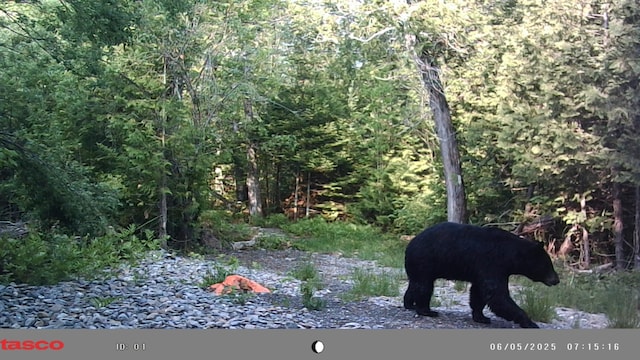 1295 Calais Rd, Hodgdon, ME 04730 - photo 11