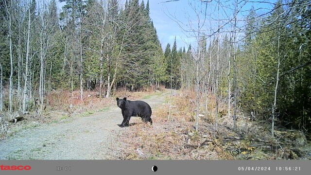 1295 Calais Rd, Hodgdon, ME 04730 - photo 15