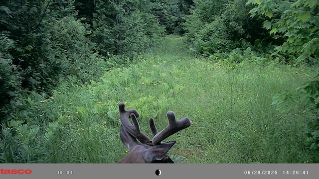 1295 Calais Rd, Hodgdon, ME 04730 - photo 17