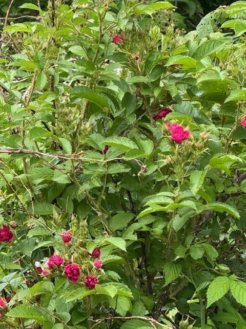 45 Freedom Rd, Belgrade, ME 04917 - photo 74