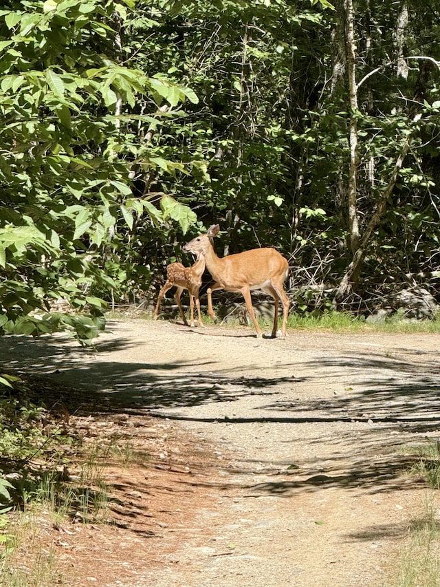 LOT1015 Deer Haven Rd, Wesley, ME 04654 - photo 7