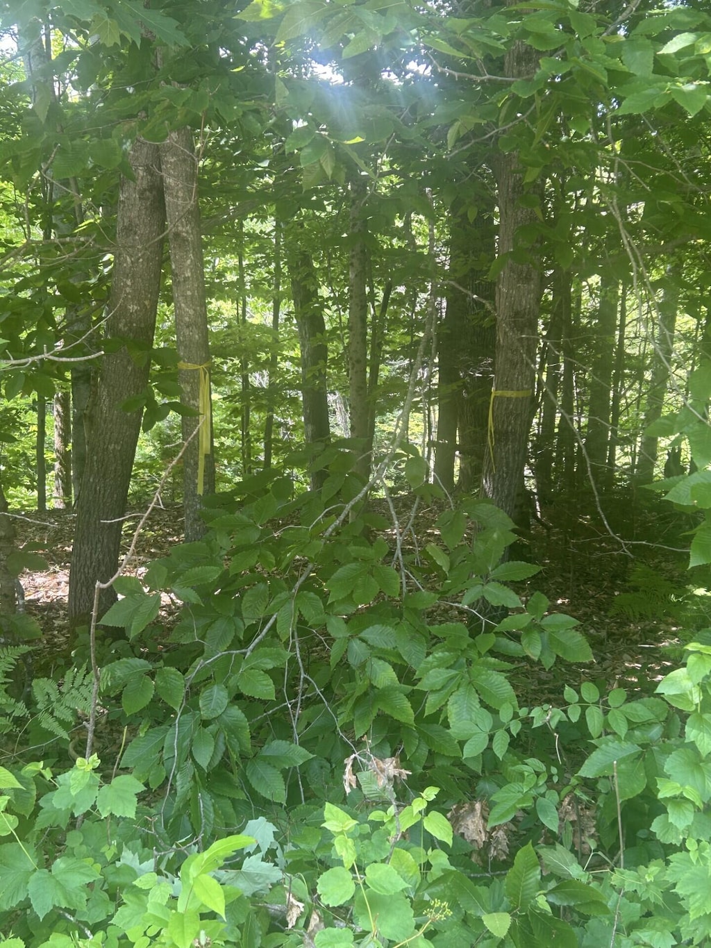 018 Canton Mtn Rd, Jay, ME 04239 - photo 1
