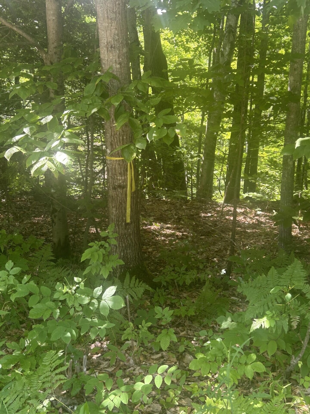 018 Canton Mtn Rd, Jay, ME 04239 - photo 2