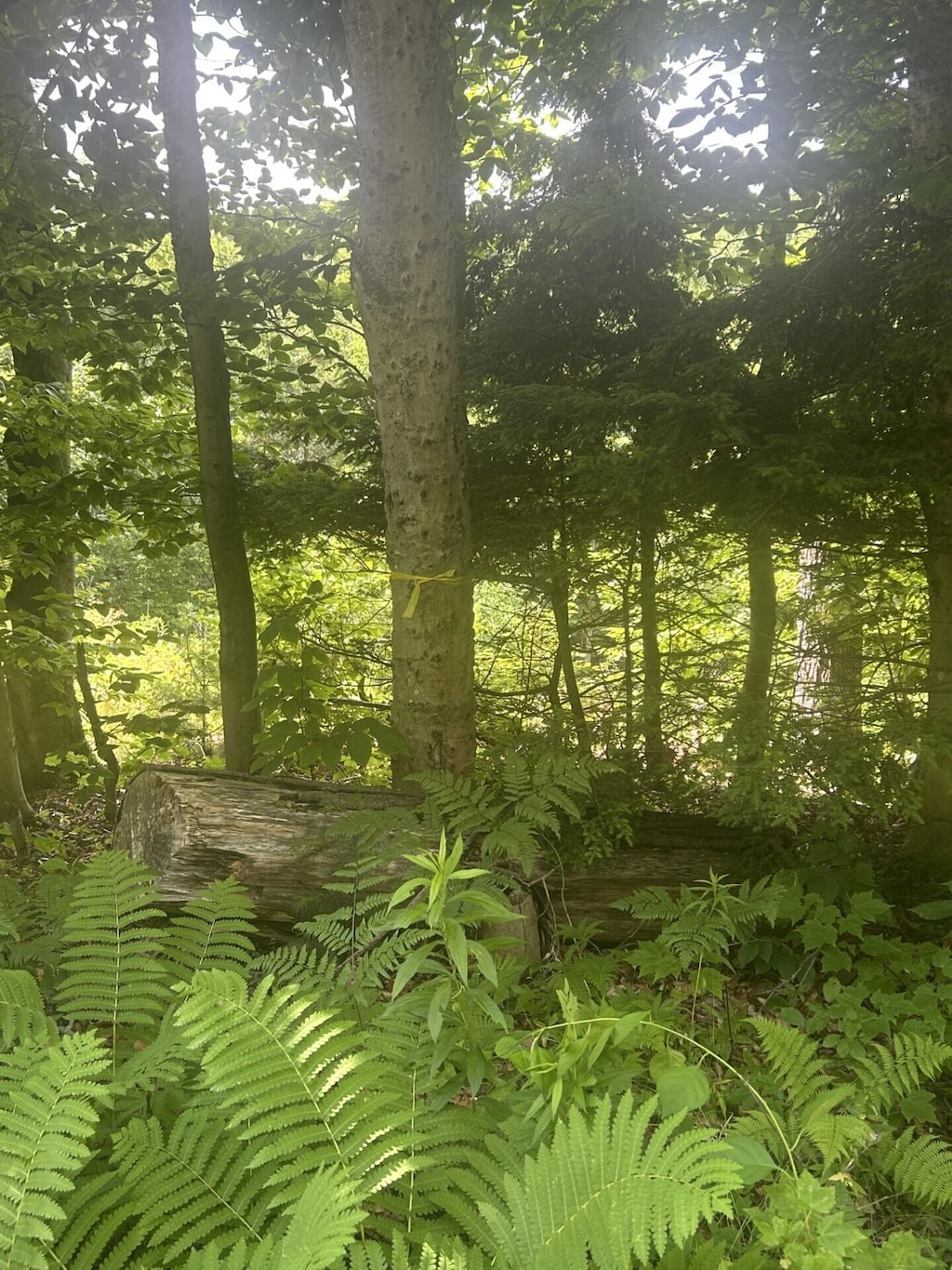 018 Canton Mtn Rd, Jay, ME 04239 - photo 3