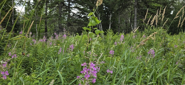 858 Allagash Rd, Allagash, ME 04774 - photo 41