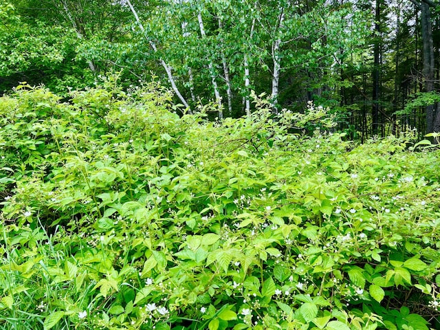 3 Elmers Way, Tremont, ME 04612 - photo 15