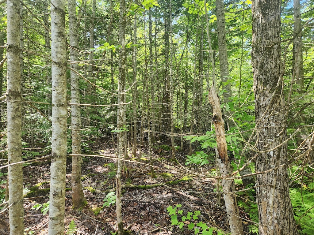 M6L26 Woodland Center Rd, Perham, ME 04766 - photo 3