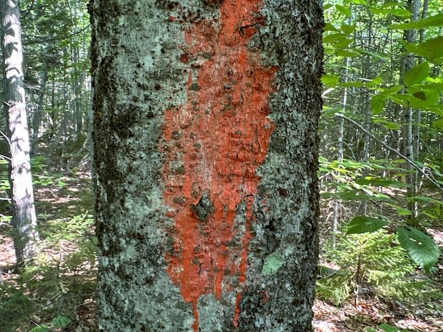 M8L4 Mountain Rd, Mount Chase, ME 04765 - photo 27