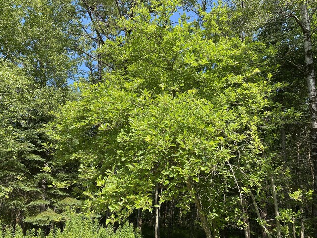 17 Mill Brook Ln, Blue Hill, ME 04614 - photo 38