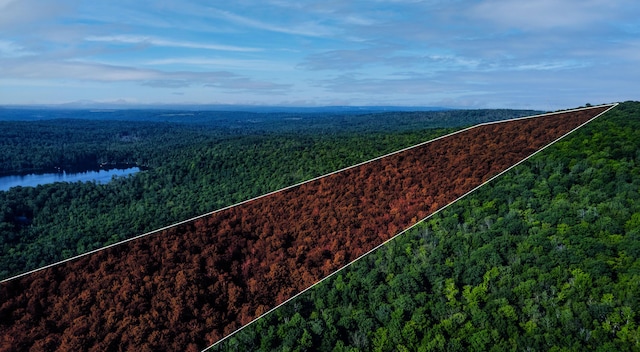 LOT035 Towering Hts, Orland, ME 04472 - photo 4