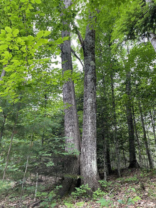 0 Lesperance Rd, Albion, ME 04901 - photo 14