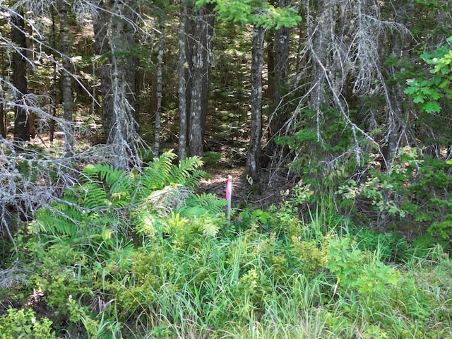 TBD Edinburg Rd, Edinburg, ME 04448 - photo 10
