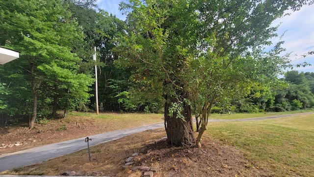 2517 Utility Rd, Rocky Face, GA 30740 - view of green lawn