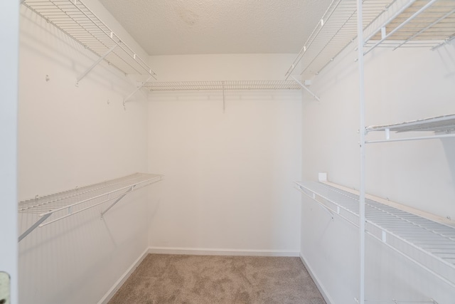 spacious closet featuring carpet