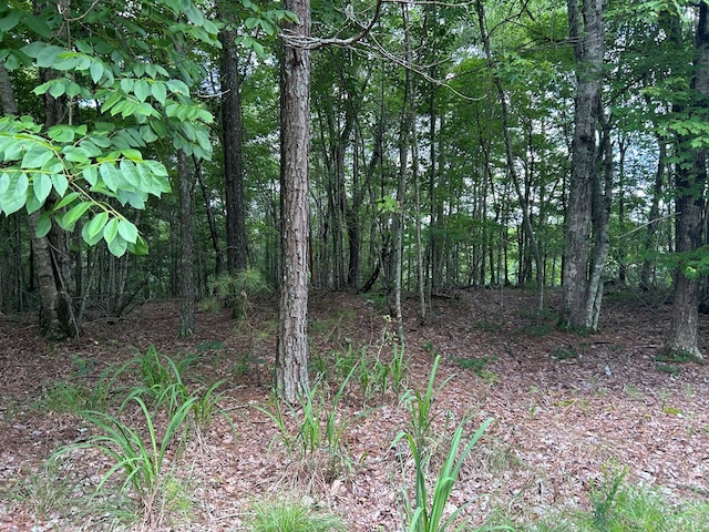 0 Camp Branch Rd, Ellijay, GA 30540 - photo 8