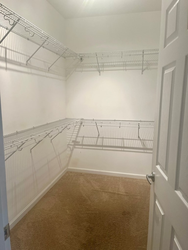 walk in closet featuring carpet floors