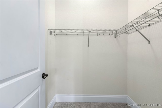 spacious closet featuring carpet floors