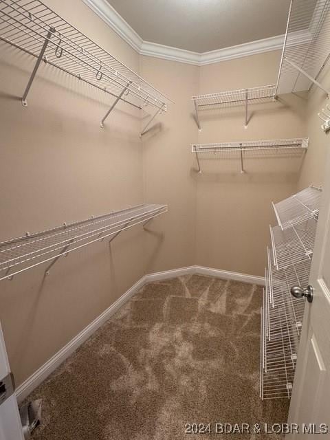 spacious closet with carpet floors