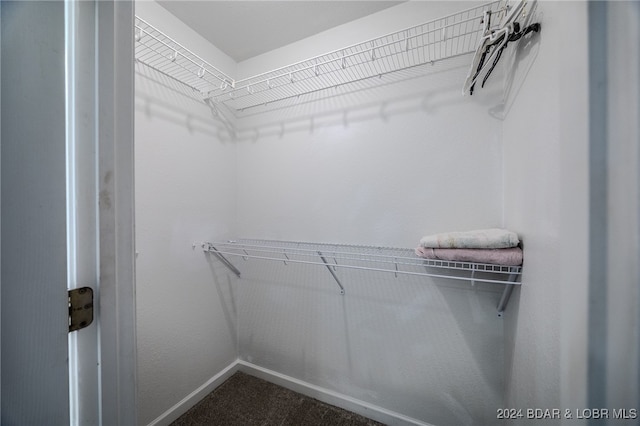 walk in closet featuring carpet floors