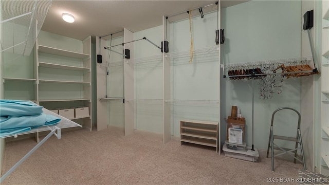 walk in closet with carpet floors