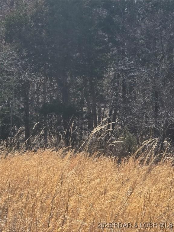 view of local wilderness