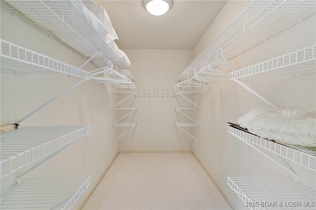 walk in closet with carpet floors