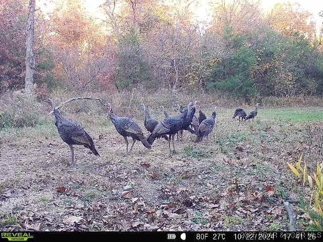 TBD Highway 17, Iberia, MO 65486