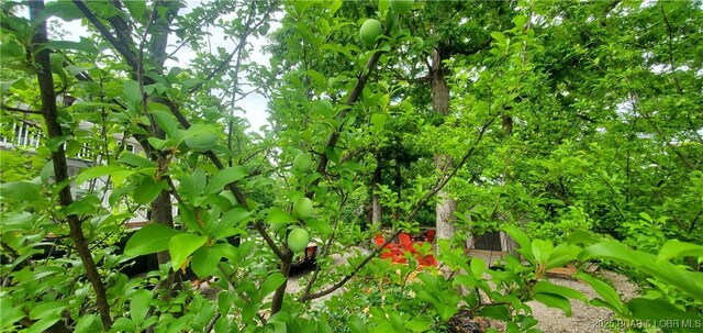 31762 Pecan Dr, Rocky Mount, MO 65072 - view of undeveloped land