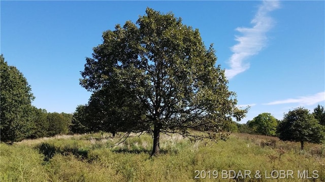 view of local wilderness