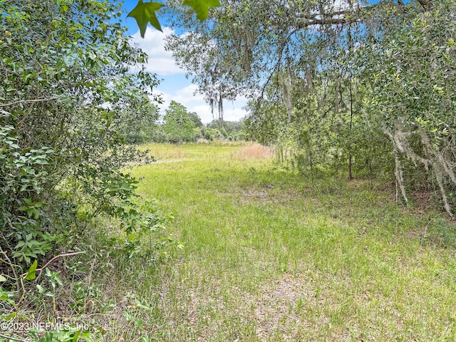 view of local wilderness