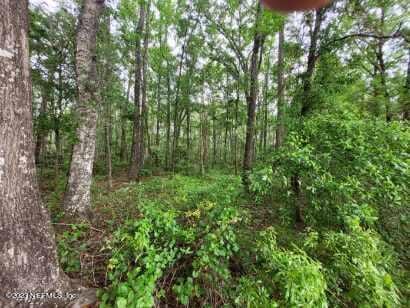 view of local wilderness featuring a view of trees