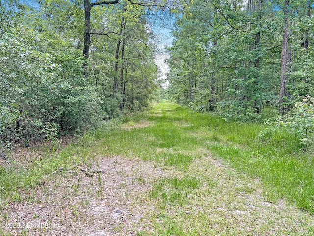 view of local wilderness