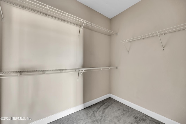 walk in closet featuring carpet flooring