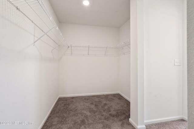 walk in closet with carpet flooring