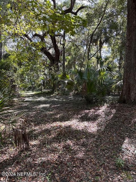 view of local wilderness