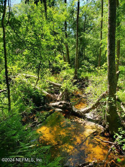 view of local wilderness