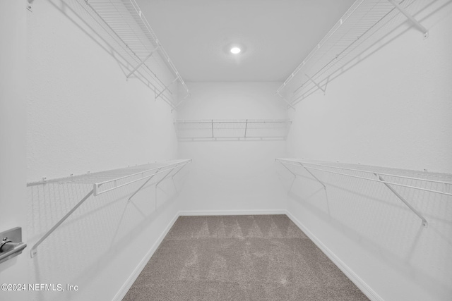 walk in closet with carpet flooring