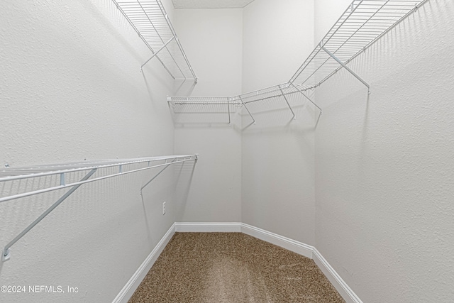 spacious closet featuring carpet